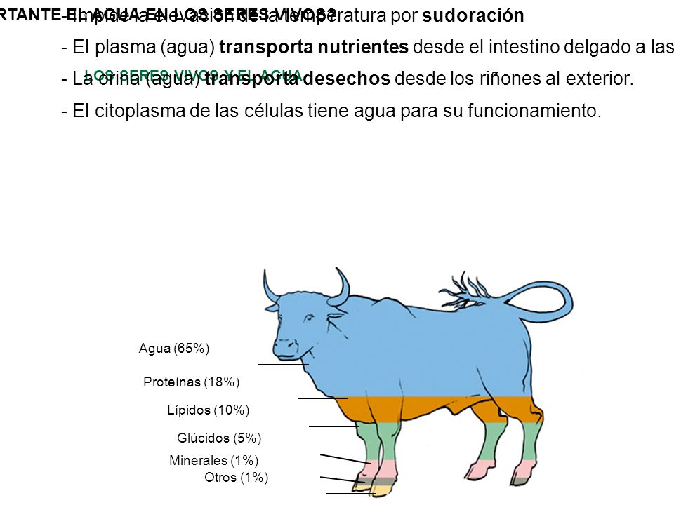 ¿POR QUÉ ES IMPORTANTE EL AGUA EN LOS SERES VIVOS