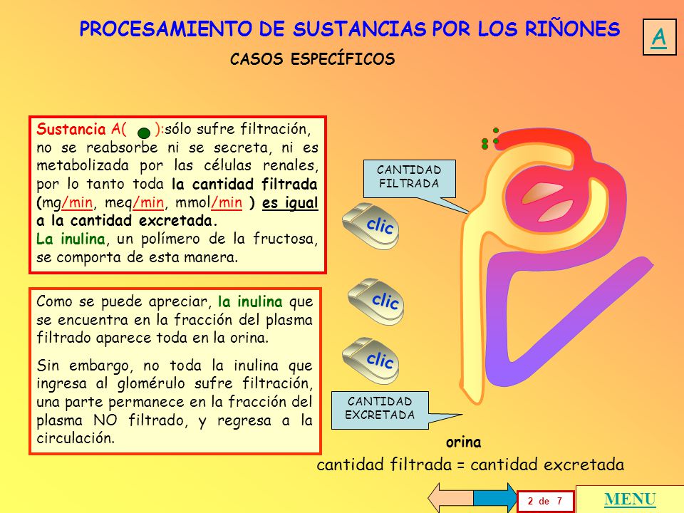A PROCESAMIENTO DE SUSTANCIAS POR LOS RIÑONES clic clic clic