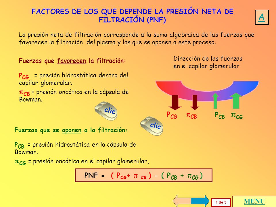 A CB = presión oncótica en la cápsula de Bowman.