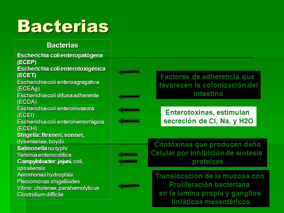 Bacterias Bacterias Factores de adherencia que