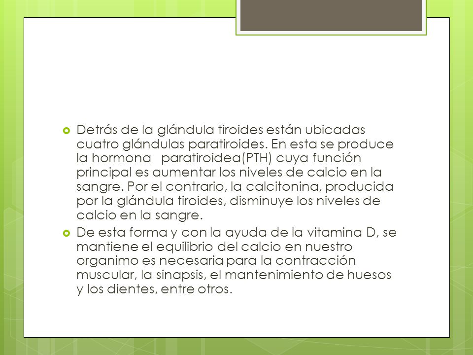 Detrás de la glándula tiroides están ubicadas cuatro glándulas paratiroides. En esta se produce la hormona paratiroidea(PTH) cuya función principal es aumentar los niveles de calcio en la sangre. Por el contrario, la calcitonina, producida por la glándula tiroides, disminuye los niveles de calcio en la sangre.