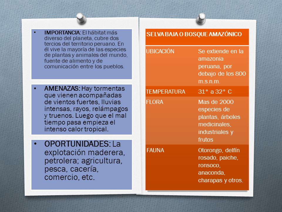 IMPORTANCIA: El hábitat más diverso del planeta, cubre dos tercios del territorio peruano. En él vive la mayoría de las especies de plantas y animales del mundo, fuente de alimento y de comunicación entre los pueblos.