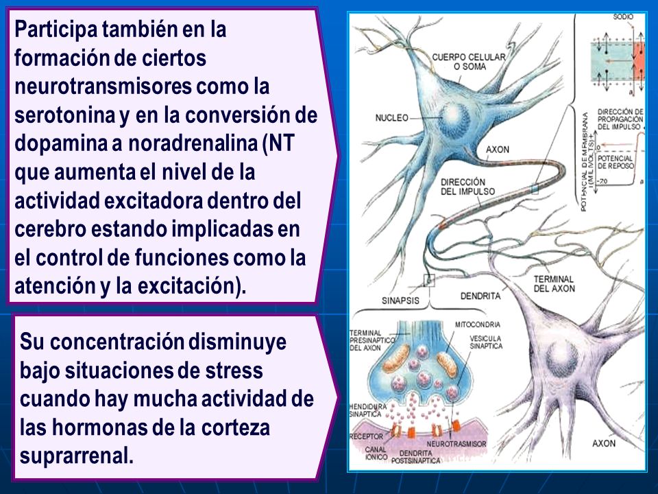 Participa también en la formación de ciertos neurotransmisores como la serotonina y en la conversión de dopamina a noradrenalina (NT que aumenta el nivel de la actividad excitadora dentro del cerebro estando implicadas en el control de funciones como la atención y la excitación).