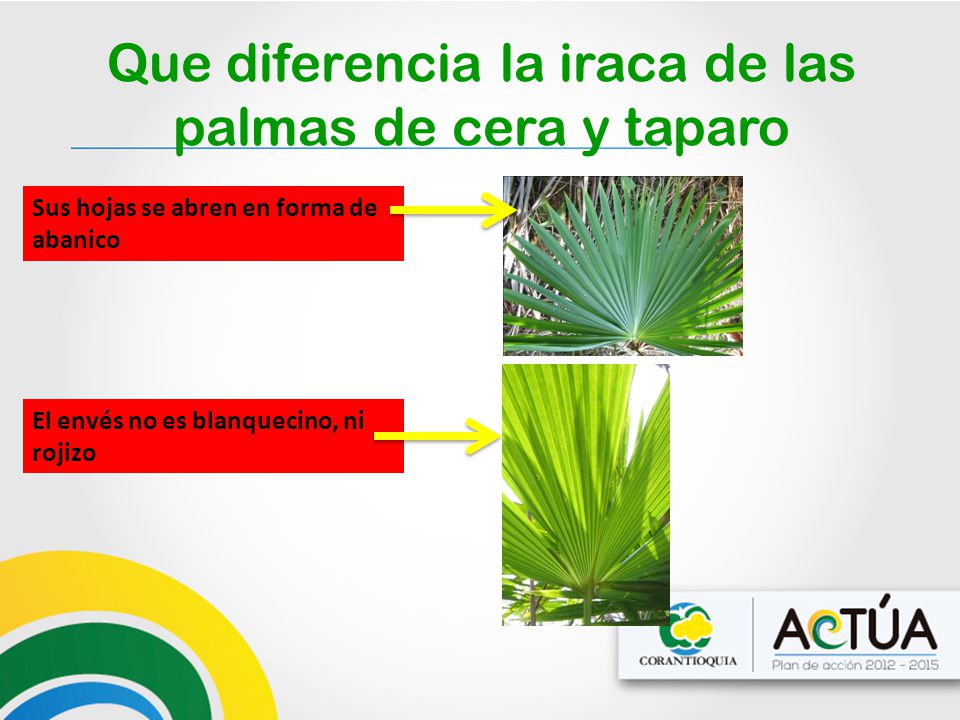 Que diferencia la iraca de las palmas de cera y taparo