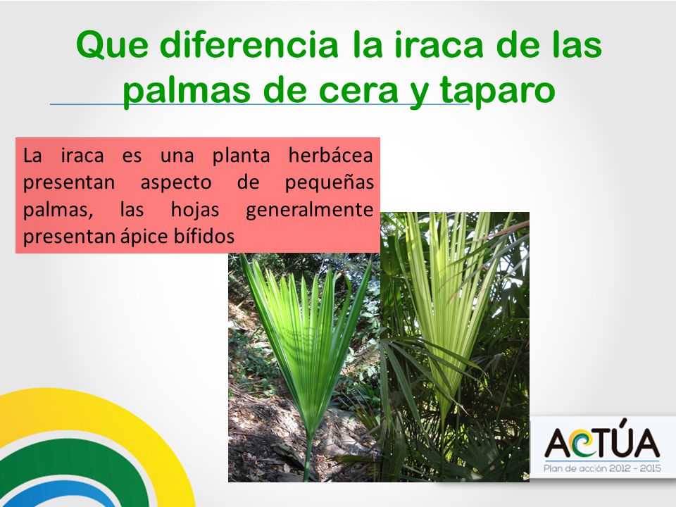 Que diferencia la iraca de las palmas de cera y taparo