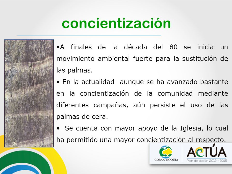 concientización A finales de la década del 80 se inicia un movimiento ambiental fuerte para la sustitución de las palmas.