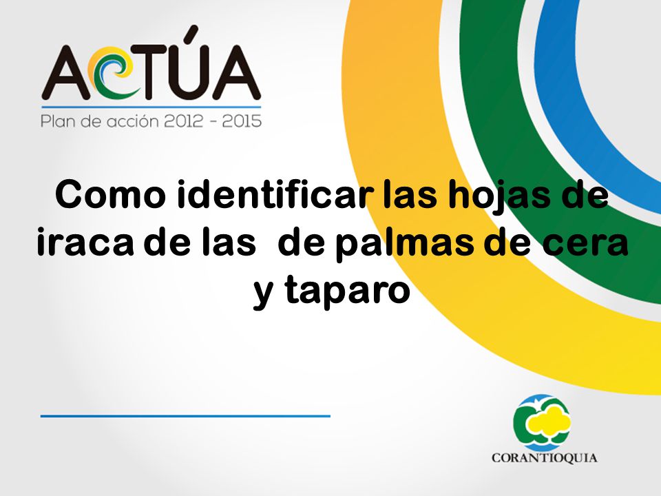 Como identificar las hojas de iraca de las de palmas de cera y taparo