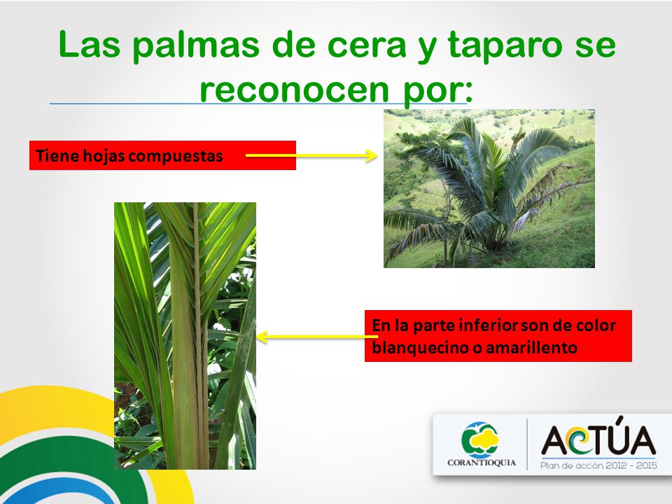 Las palmas de cera y taparo se reconocen por: