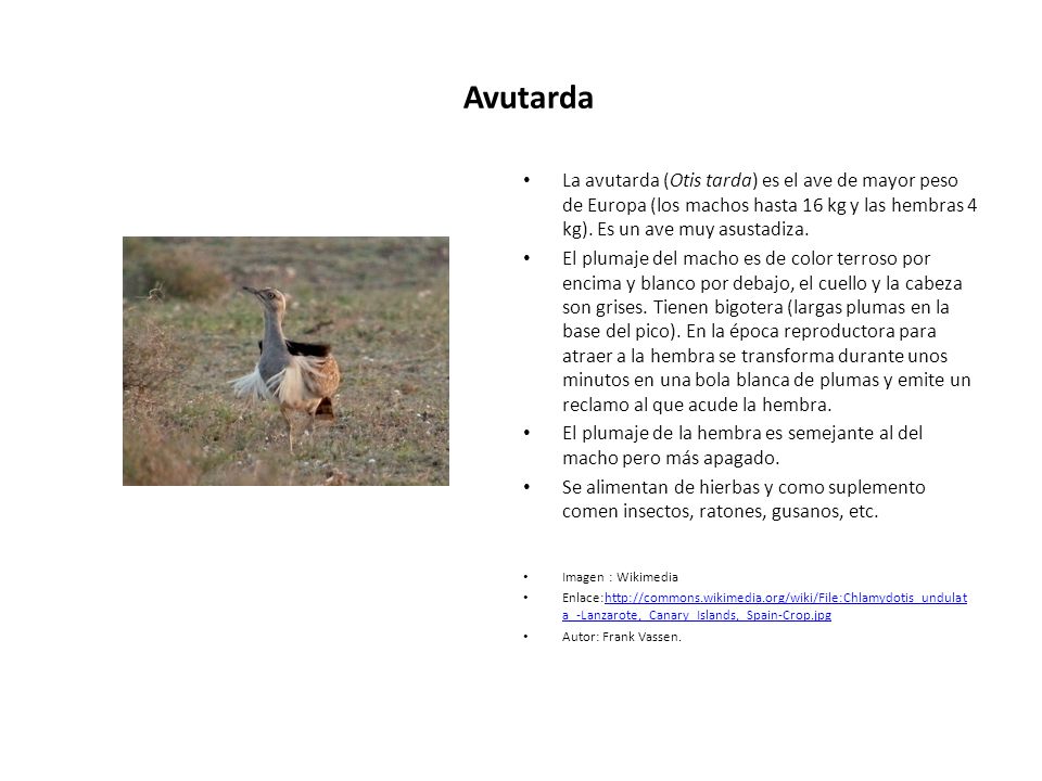 Avutarda La avutarda (Otis tarda) es el ave de mayor peso de Europa (los machos hasta 16 kg y las hembras 4 kg). Es un ave muy asustadiza.