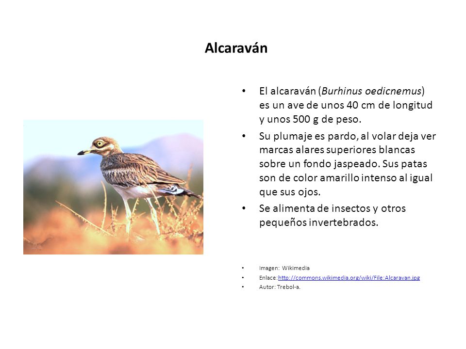 Alcaraván El alcaraván (Burhinus oedicnemus) es un ave de unos 40 cm de longitud y unos 500 g de peso.