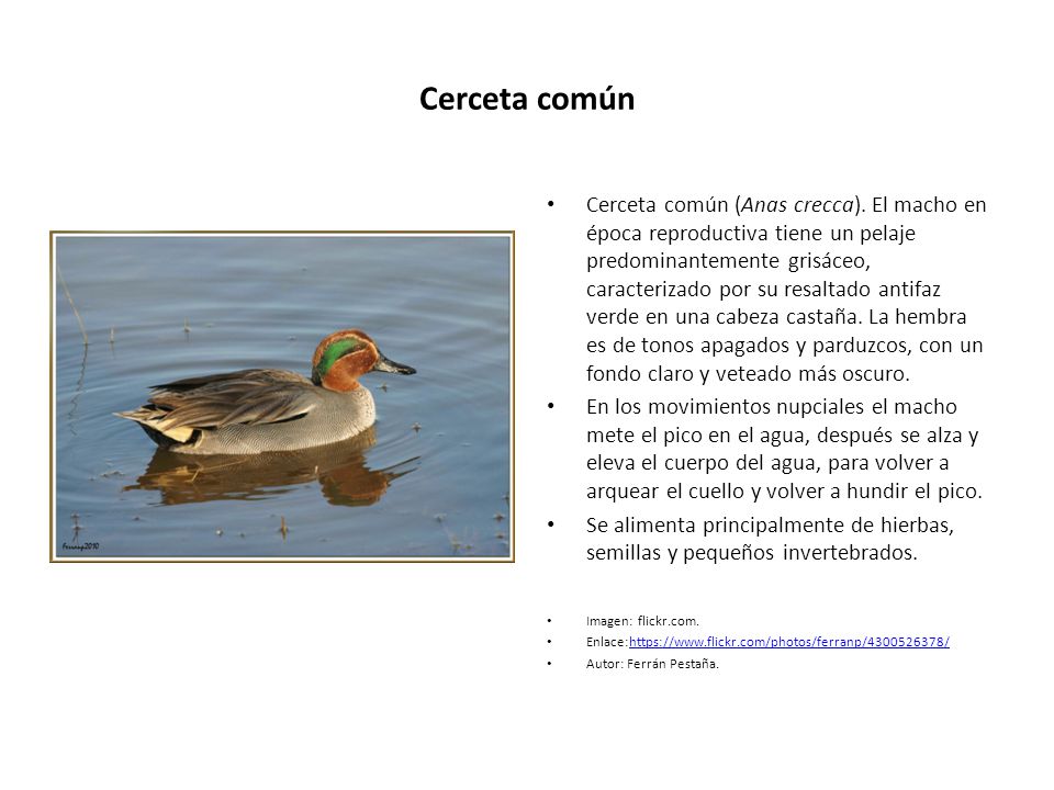 Cerceta común
