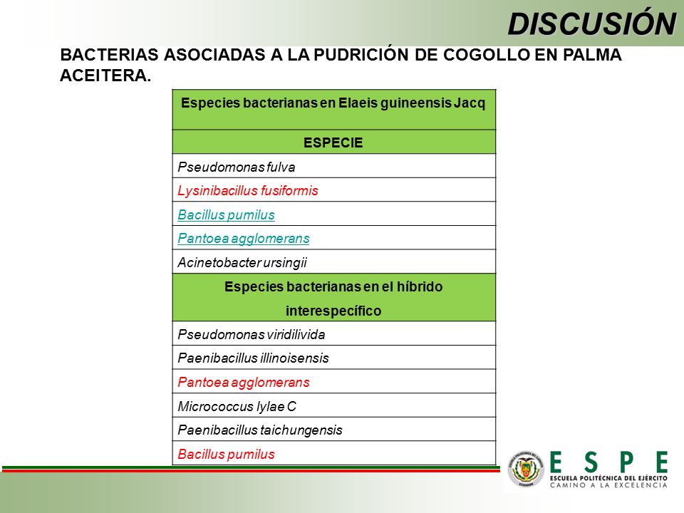 DISCUSIÓN BACTERIAS ASOCIADAS A LA PUDRICIÓN DE COGOLLO EN PALMA ACEITERA. Especies bacterianas en Elaeis guineensis Jacq.