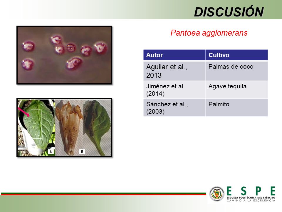 DISCUSIÓN Pantoea agglomerans Aguilar et al., 2013 Autor Cultivo