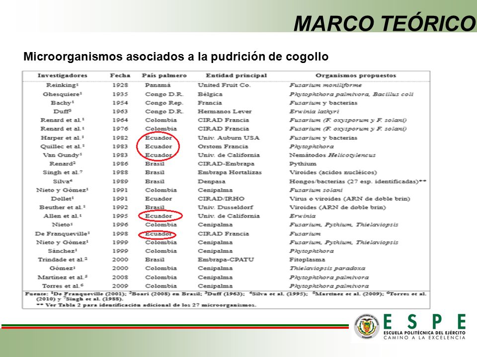 MARCO TEÓRICO Microorganismos asociados a la pudrición de cogollo