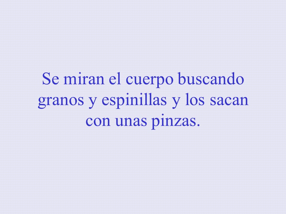 Se miran el cuerpo buscando granos y espinillas y los sacan con unas pinzas.