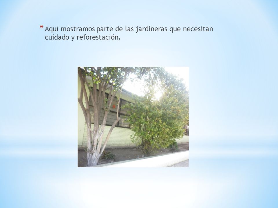 Aquí mostramos parte de las jardineras que necesitan cuidado y reforestación.