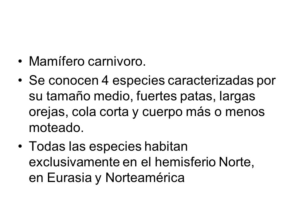 Mamífero carnivoro. Se conocen 4 especies caracterizadas por su tamaño medio, fuertes patas, largas orejas, cola corta y cuerpo más o menos moteado.