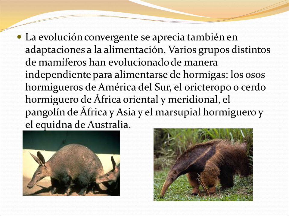 La evolución convergente se aprecia también en adaptaciones a la alimentación.