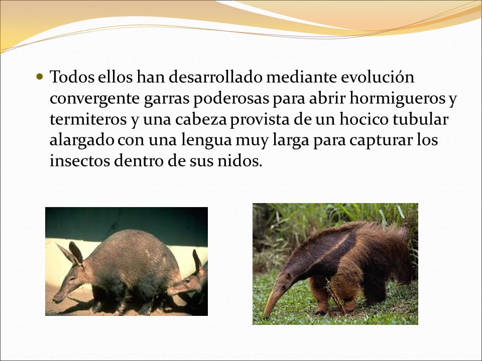 Todos ellos han desarrollado mediante evolución convergente garras poderosas para abrir hormigueros y termiteros y una cabeza provista de un hocico tubular alargado con una lengua muy larga para capturar los insectos dentro de sus nidos.