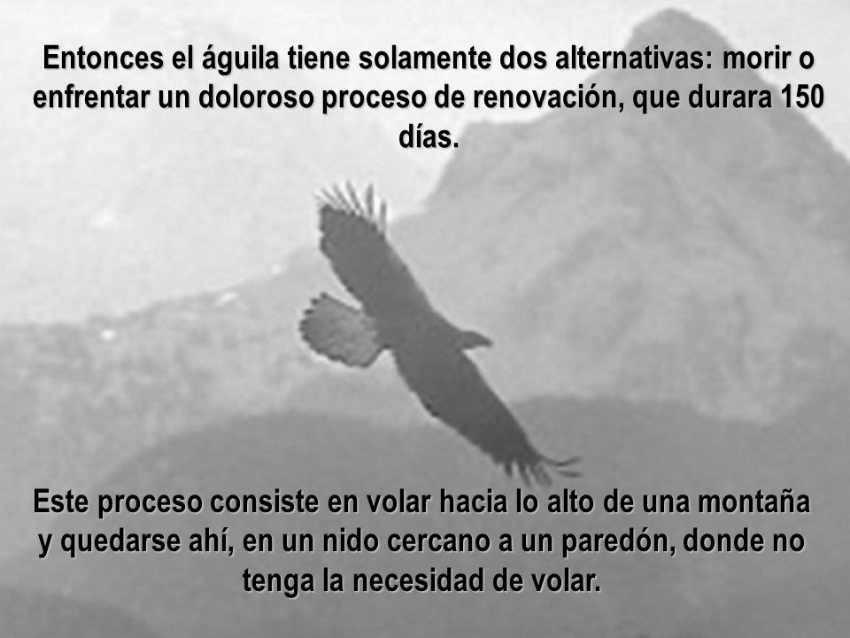 Entonces el águila tiene solamente dos alternativas: morir o enfrentar un doloroso proceso de renovación, que durara 150 días.