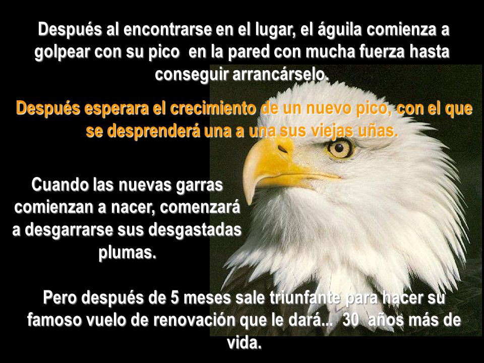 Después al encontrarse en el lugar, el águila comienza a golpear con su pico en la pared con mucha fuerza hasta conseguir arrancárselo.