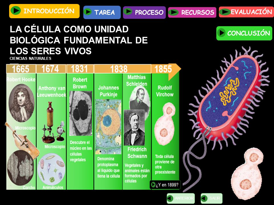 LA CÉLULA COMO UNIDAD BIOLÓGICA FUNDAMENTAL DE LOS SERES VIVOS