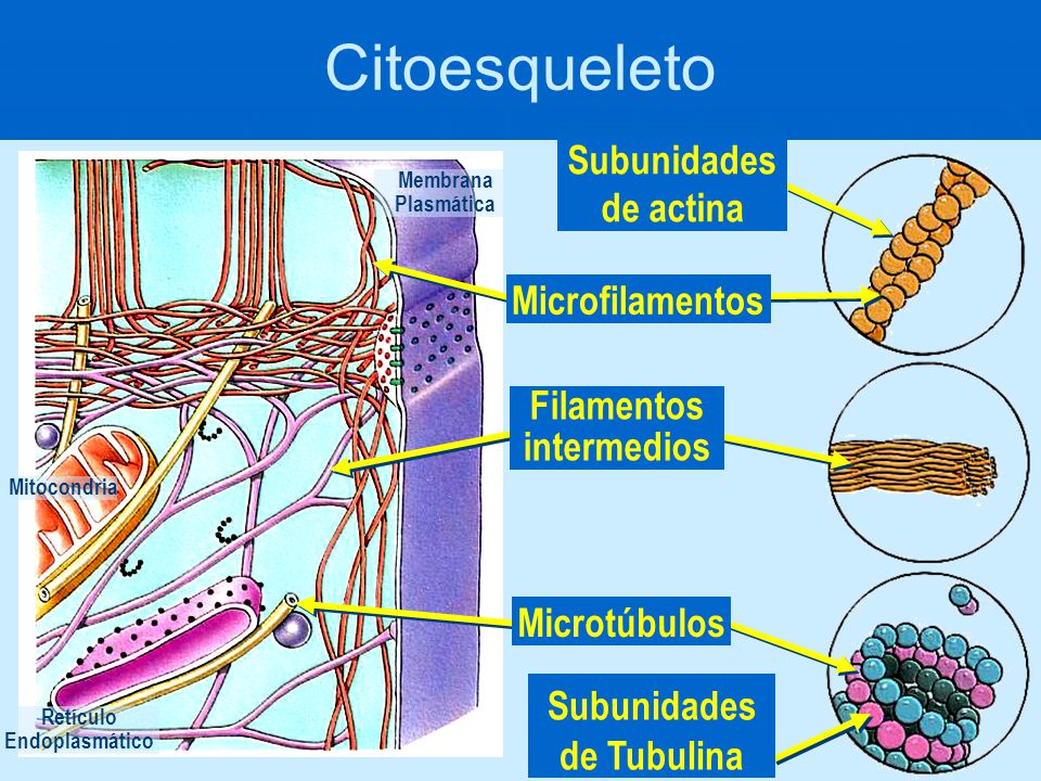 Filamentos intermedios Subunidades de Tubulina Retículo Endoplasmático