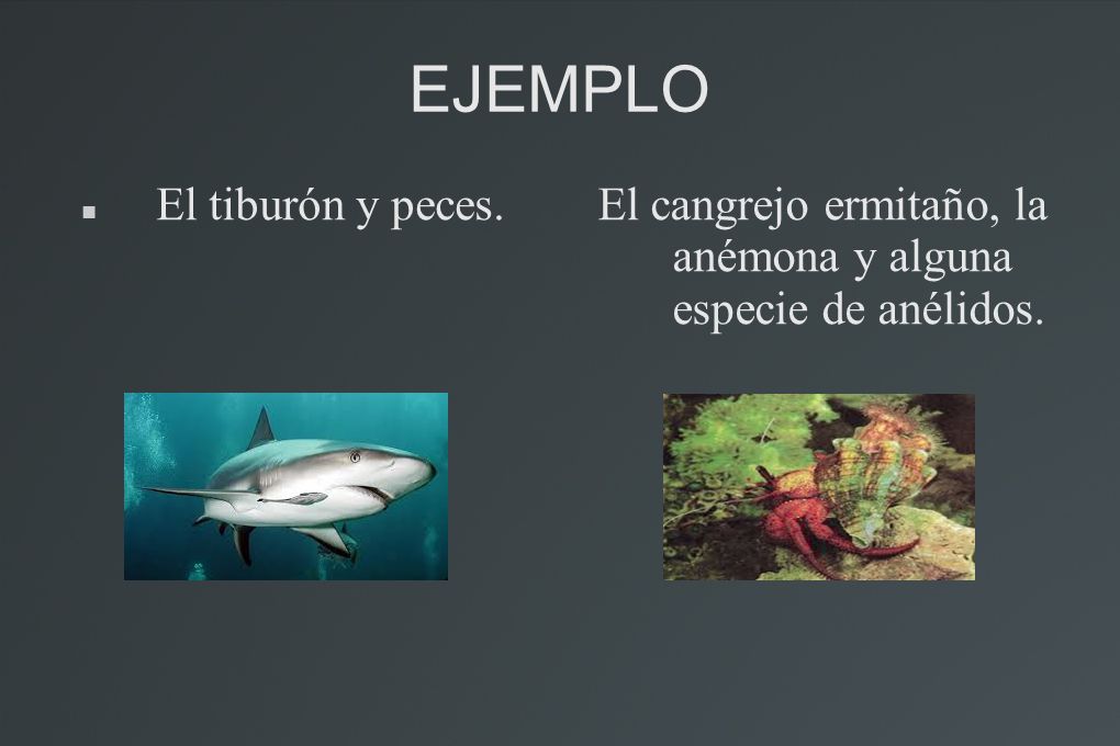 EJEMPLO El tiburón y peces.