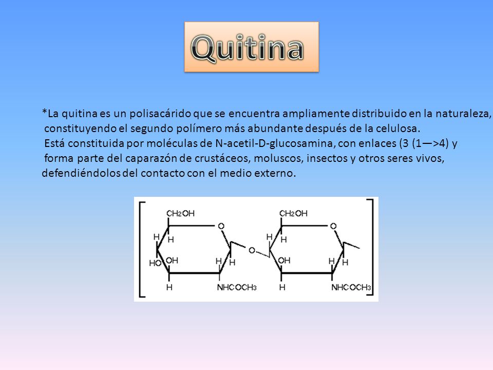 Quitina *La quitina es un polisacárido que se encuentra ampliamente distribuido en la naturaleza,