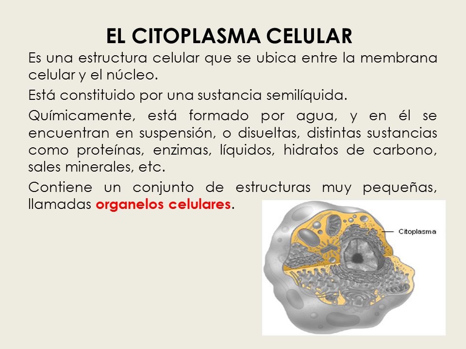 EL CITOPLASMA CELULAR Es una estructura celular que se ubica entre la membrana celular y el núcleo.