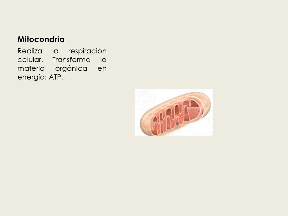 Mitocondria Realiza la respiración celular. Transforma la materia orgánica en energía: ATP.
