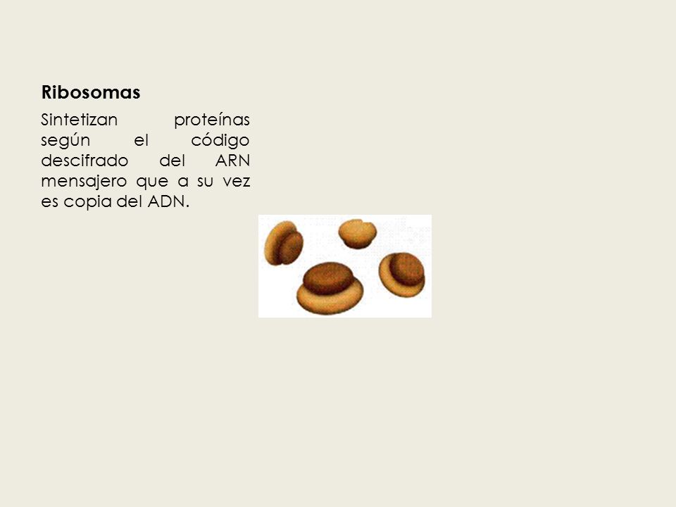 Ribosomas Sintetizan proteínas según el código descifrado del ARN mensajero que a su vez es copia del ADN.