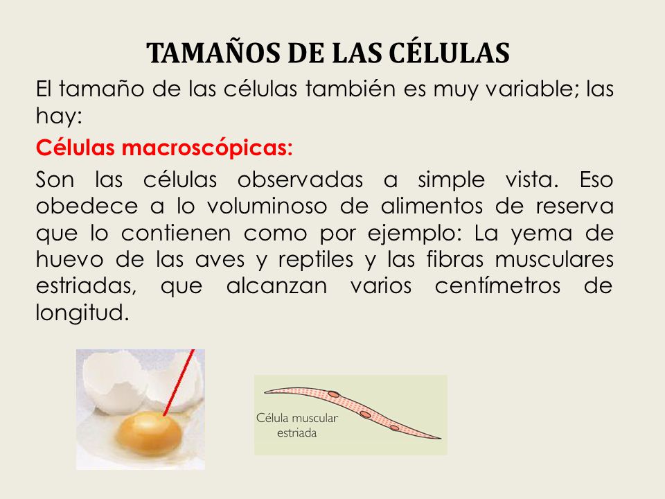 TAMAÑOS DE LAS CÉLULAS El tamaño de las células también es muy variable; las hay: Células macroscópicas: