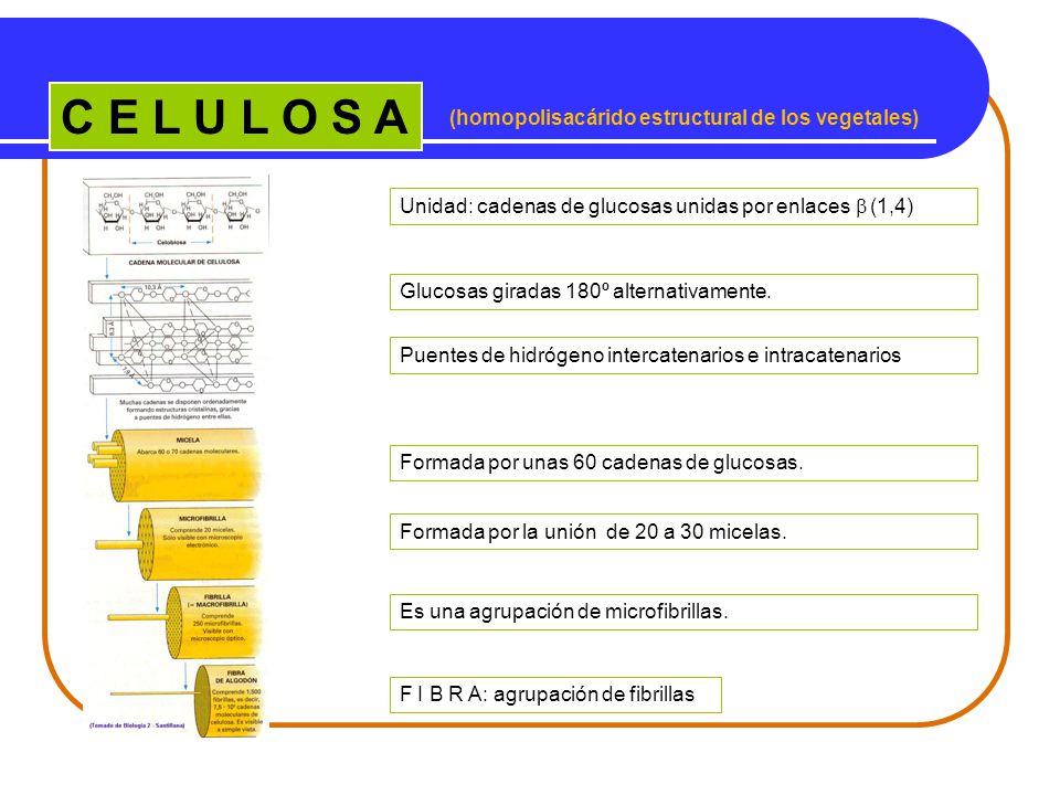 C E L U L O S A (homopolisacárido estructural de los vegetales)