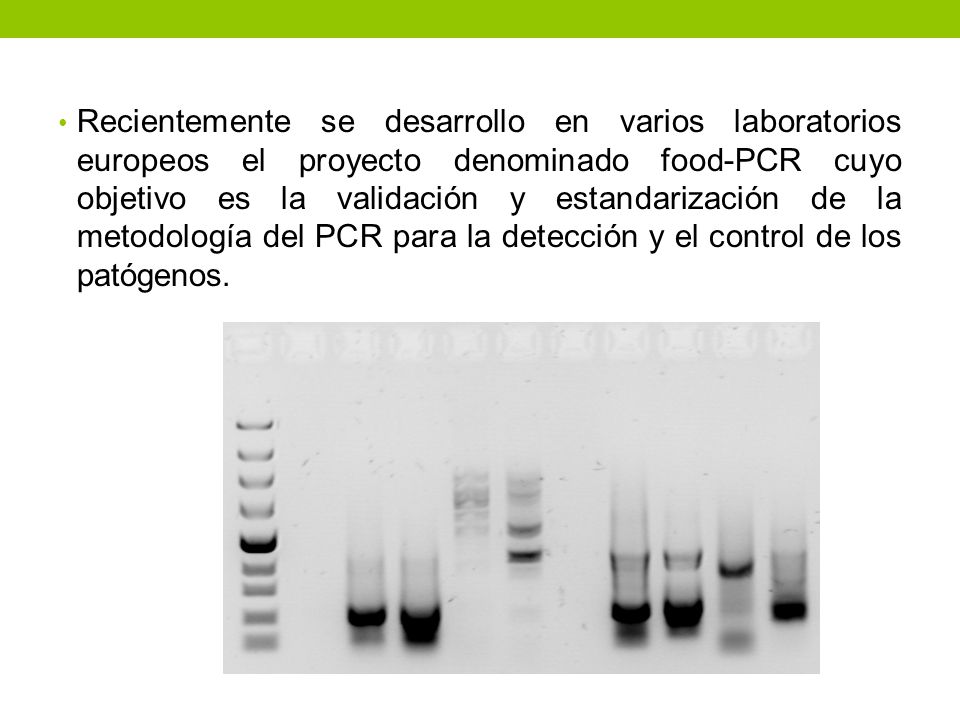 Recientemente se desarrollo en varios laboratorios europeos el proyecto denominado food-PCR cuyo objetivo es la validación y estandarización de la metodología del PCR para la detección y el control de los patógenos.