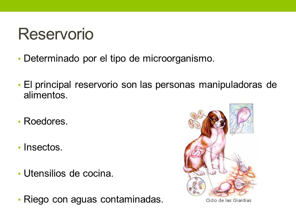 Reservorio Determinado por el tipo de microorganismo.