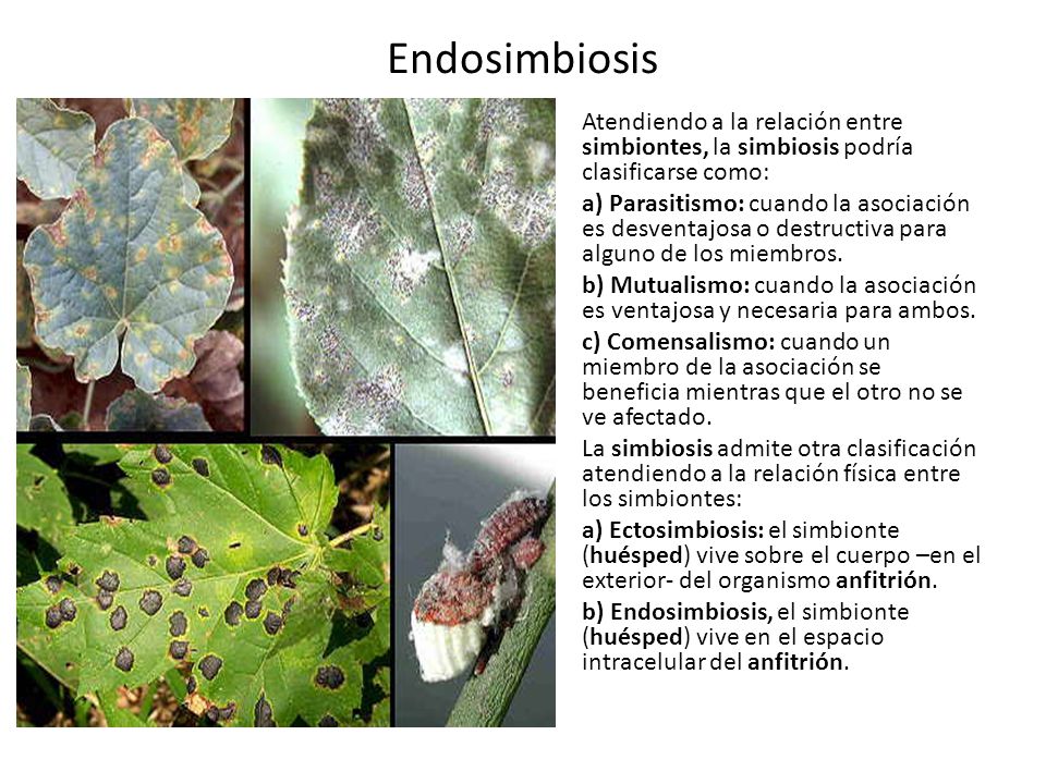 Endosimbiosis Atendiendo a la relación entre simbiontes, la simbiosis podría clasificarse como: