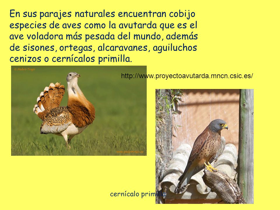 En sus parajes naturales encuentran cobijo especies de aves como la avutarda que es el ave voladora más pesada del mundo, además de sisones, ortegas, alcaravanes, aguiluchos cenizos o cernícalos primilla.