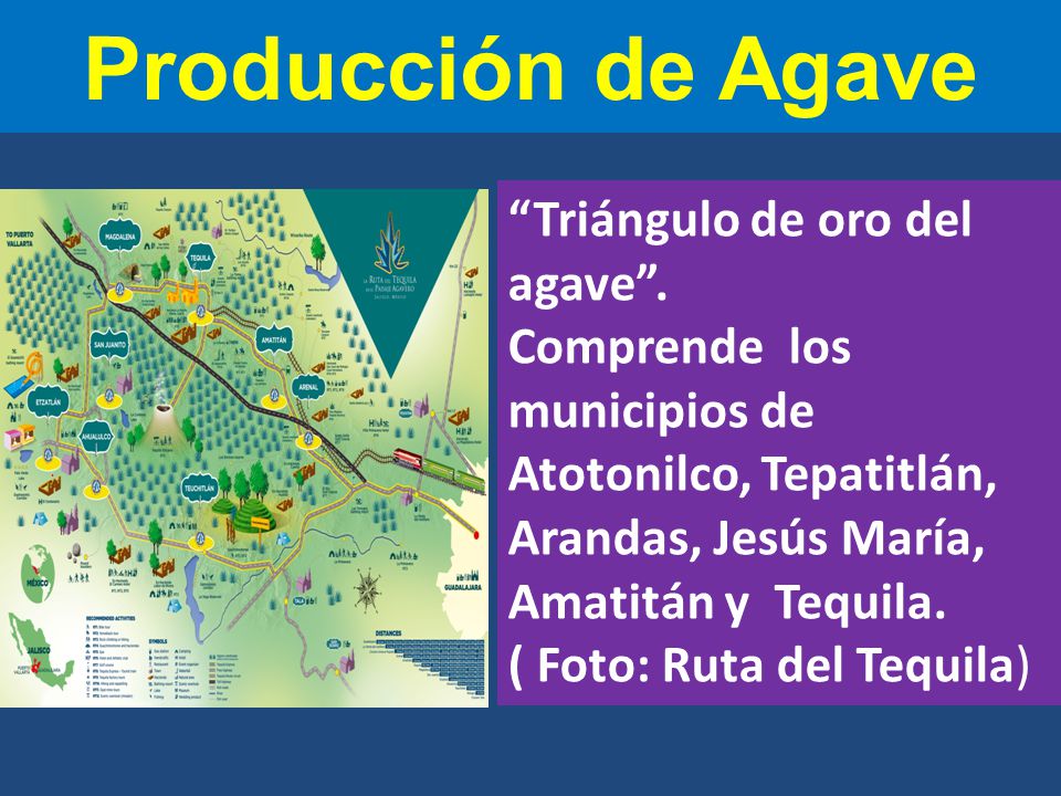 Producción de Agave Triángulo de oro del agave .