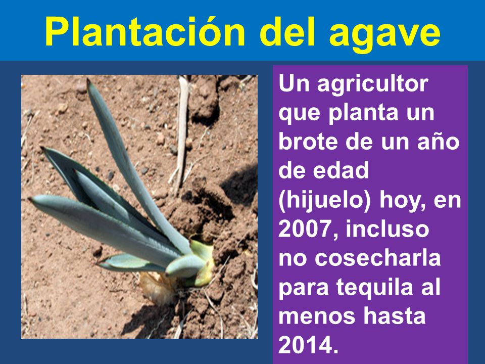Plantación del agave