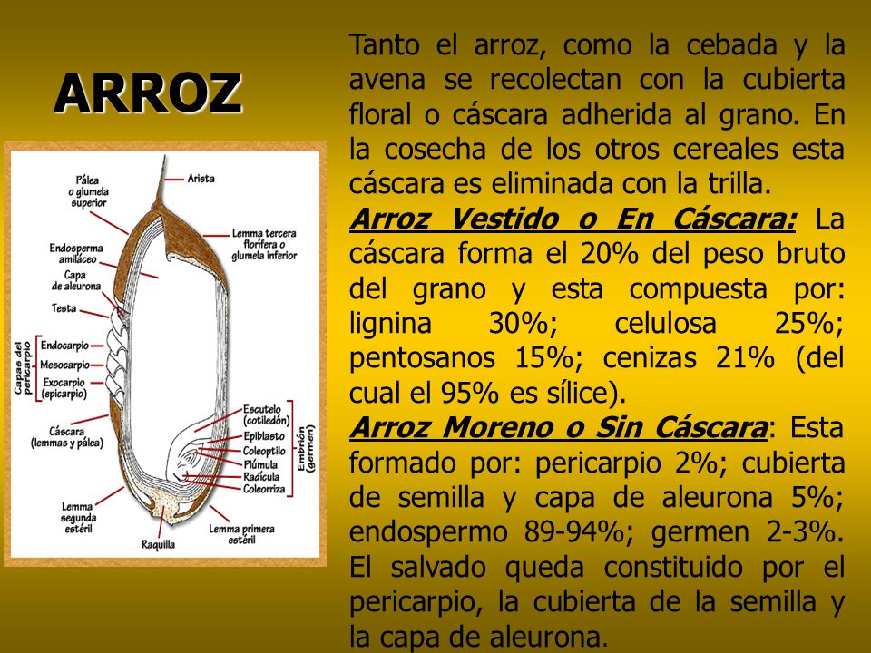 Tanto el arroz, como la cebada y la avena se recolectan con la cubierta floral o cáscara adherida al grano. En la cosecha de los otros cereales esta cáscara es eliminada con la trilla.