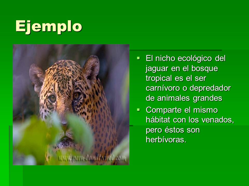 Ejemplo El nicho ecológico del jaguar en el bosque tropical es el ser carnívoro o depredador de animales grandes.