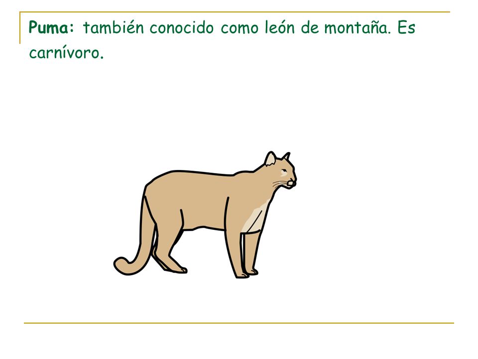 Puma: también conocido como león de montaña. Es carnívoro.