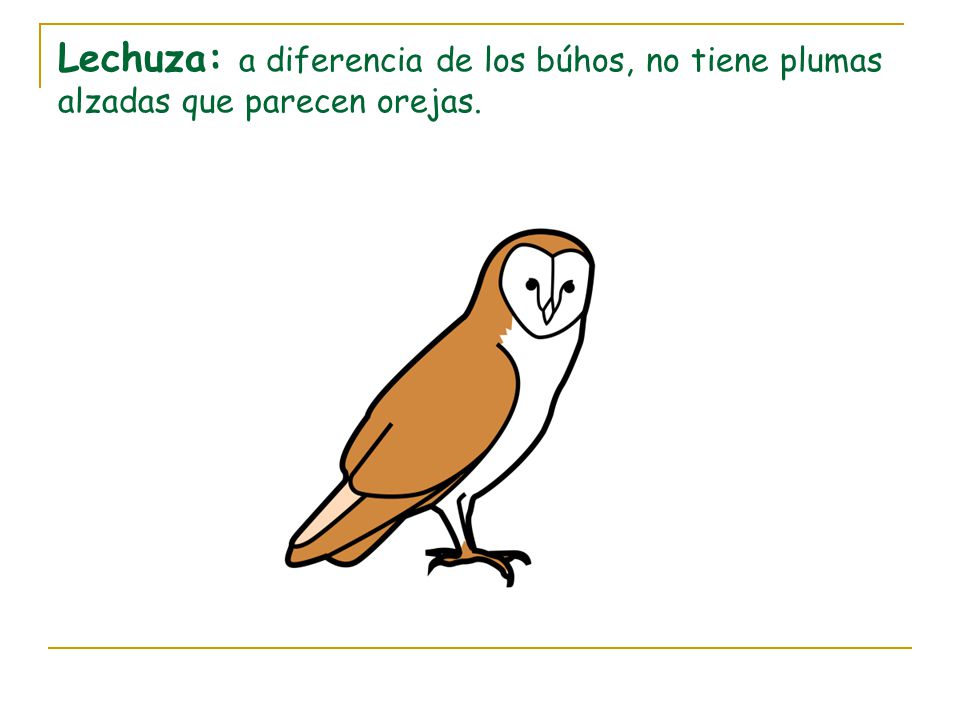 Lechuza: a diferencia de los búhos, no tiene plumas alzadas que parecen orejas.