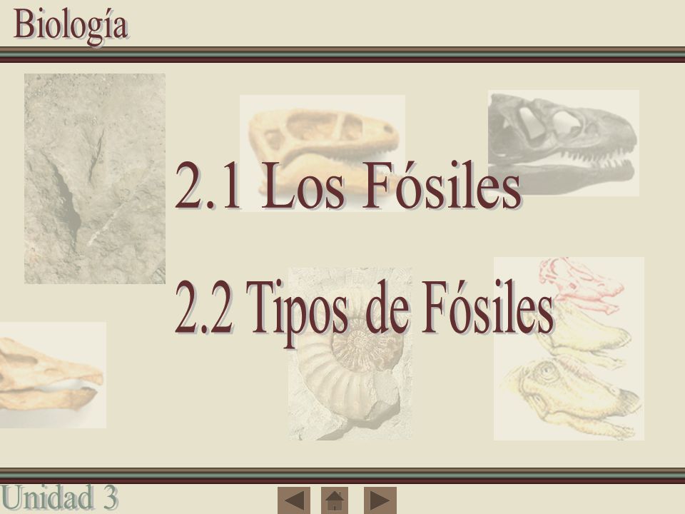 2.1 Los Fósiles 2.2 Tipos de Fósiles