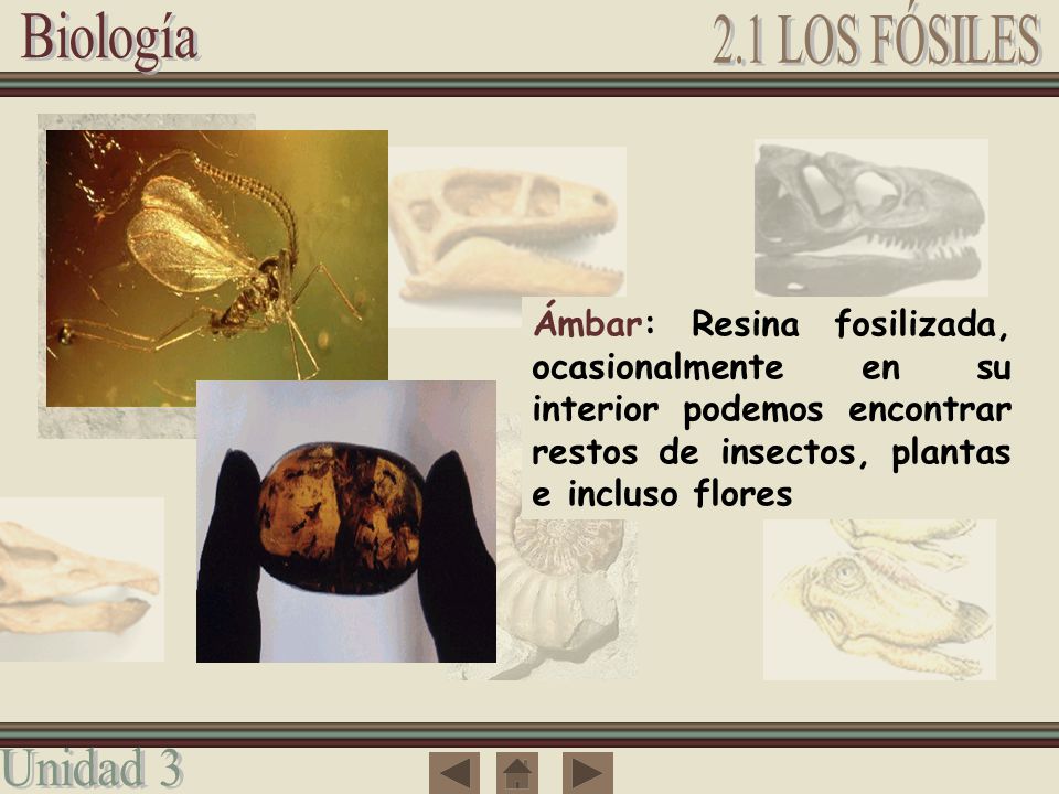 Ámbar: Resina fosilizada, ocasionalmente en su interior podemos encontrar restos de insectos, plantas e incluso flores