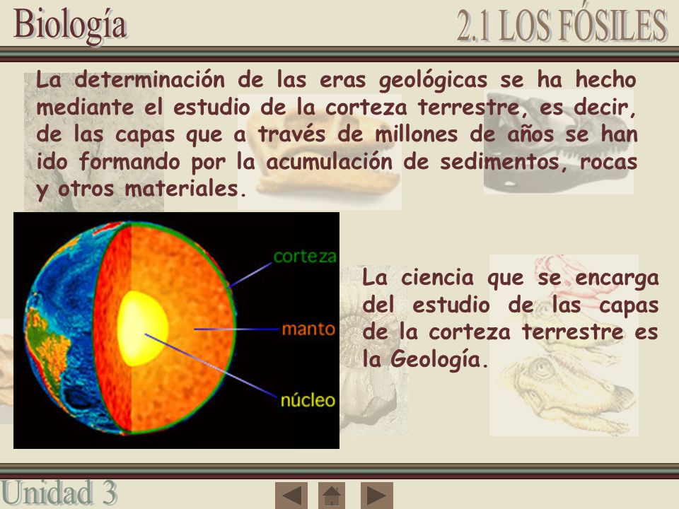 La determinación de las eras geológicas se ha hecho mediante el estudio de la corteza terrestre, es decir, de las capas que a través de millones de años se han ido formando por la acumulación de sedimentos, rocas y otros materiales.