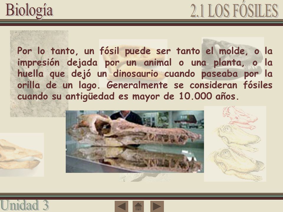 Por lo tanto, un fósil puede ser tanto el molde, o la impresión dejada por un animal o una planta, o la huella que dejó un dinosaurio cuando paseaba por la orilla de un lago.