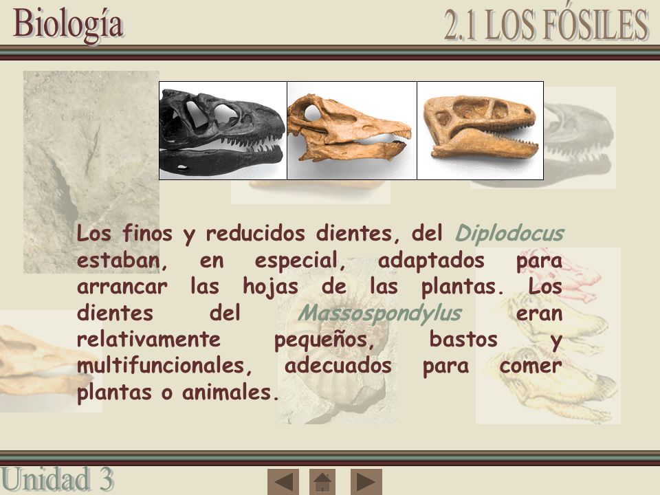 Los finos y reducidos dientes, del Diplodocus estaban, en especial, adaptados para arrancar las hojas de las plantas.