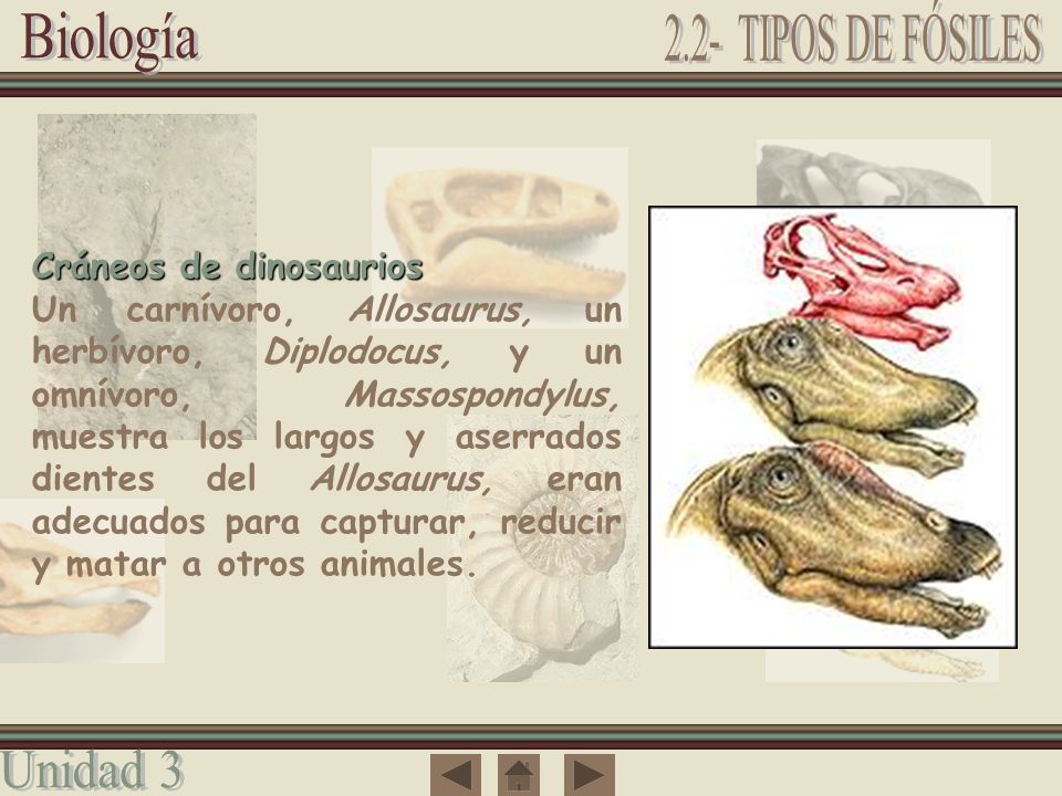 2.2- TIPOS DE FÓSILES Cráneos de dinosaurios
